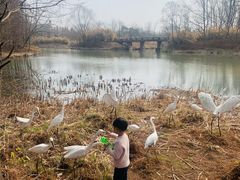 -溱湖国家湿地公园