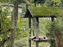-中国大熊猫保护研究中心雅安碧峰峡基地