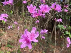 -北仑森林植物园