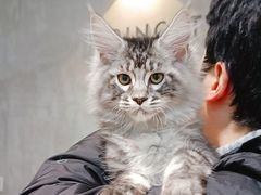 -十年猫舍·猫咪专门店(普陀店)