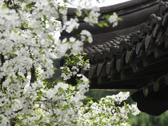 -莫愁湖公园