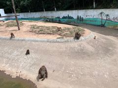 -西霞口神雕山野生动物世界