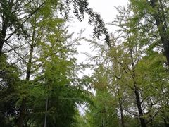 -四川大学(望江校区)