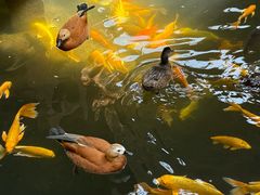 -南宫五洲植物乐园