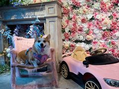 -百好乐宠物友好餐厅(朝外大街店)