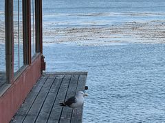 -Fish Hopper