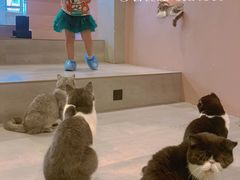 -猫儿山۰猫主题餐厅