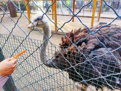 -长白岛森林公园