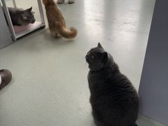 -美美宠物诊疗中心·异宠·骨科(滨江东信分院)