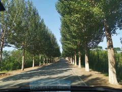 -高家大院烤全羊