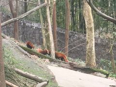 -都江堰中华大熊猫苑