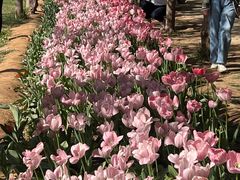 -洛阳郁金香牡丹园