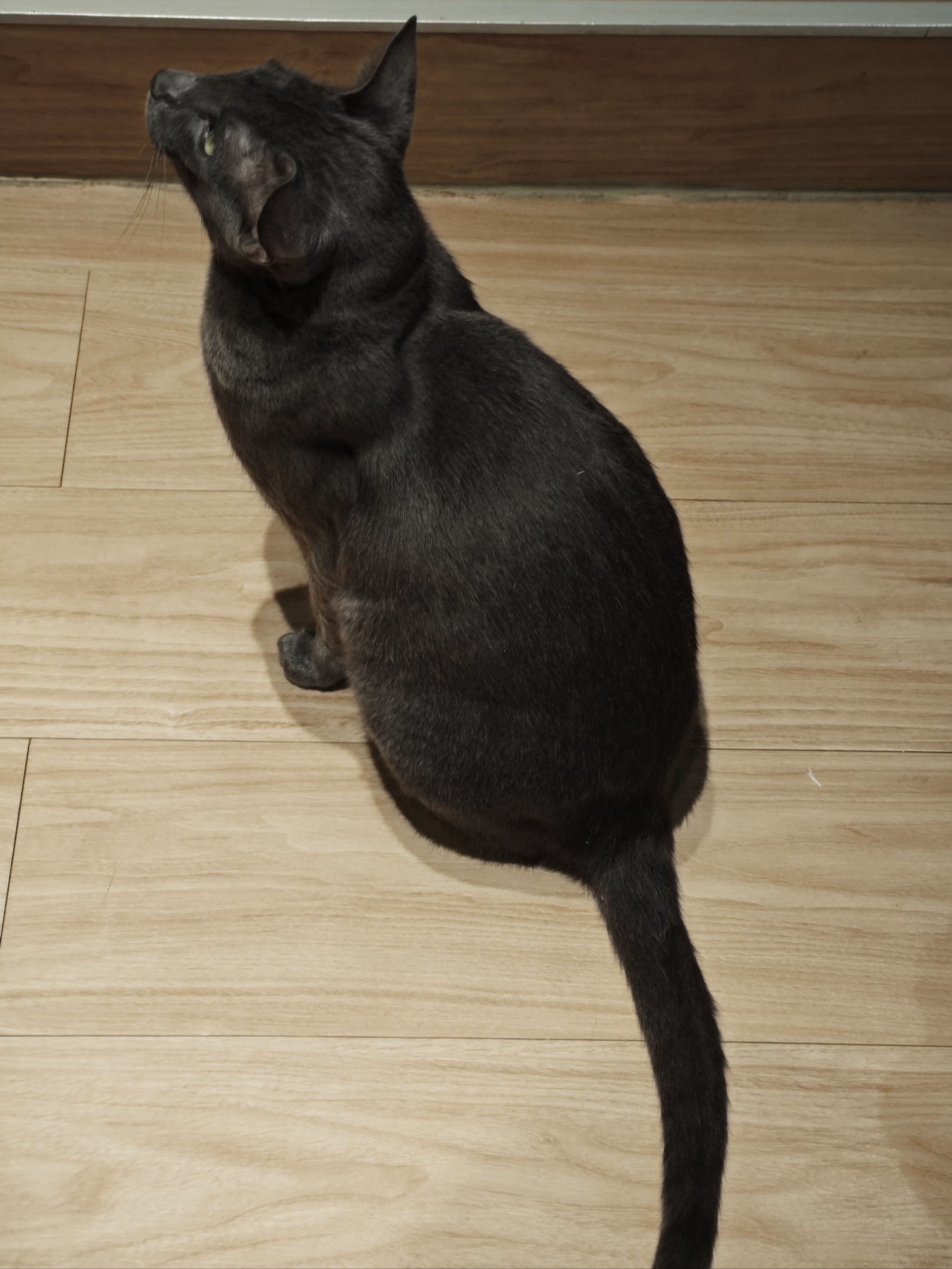 大黑耗子是什么品种的猫猫呀?