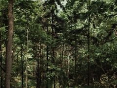 -素山寺森林公园