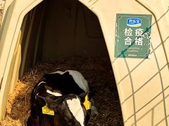 -君乐宝优致牧场