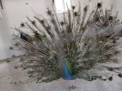 -辛玛王国游乐园