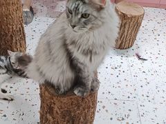 -毛绒耶耶撸宠馆·猫咖·狗咖·荷兰猪咖