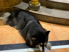 -more than meow吴止猫主题餐厅(承德 中船汇店)