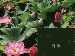 -莲花池公园