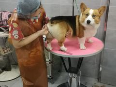 -宠福鑫康馨动物医院·骨科·眼科
