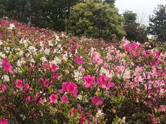-天适樱花悠乐园