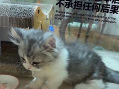-屋虎猫馆(宝安大仟里店)