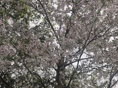 -雨花胜境