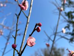 -上海佘山国家森林公园天马山园