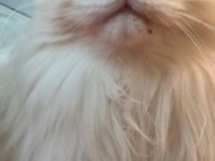 -艾贝尔宠物医院·狂犬免疫点(江山金象城店)