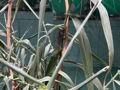 -上海大自然野生昆虫馆(东方明珠·爬宠昆虫探索中心)