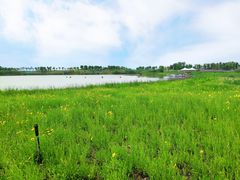 -洪湖湿地生态园
