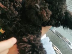 -安安宠医·安宠宠物医院