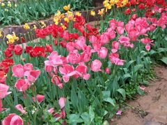 -洛阳郁金香牡丹园