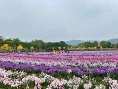 -天适樱花悠乐园