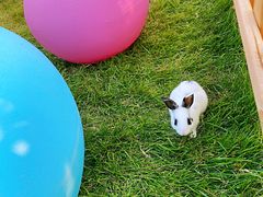 -安德鲁户外烧烤帐篷营地(马泉营店)