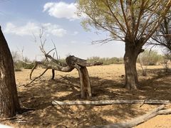 -亿利库布其七星湖沙漠生态旅游区