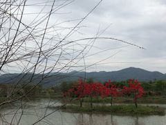 -天适樱花悠乐园