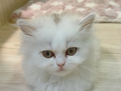 -屋虎猫馆(宝安大仟里店)