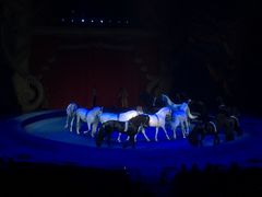 -珠海横琴长隆《卡卡虎奇遇记》