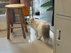 -平行世界·猫咖(首经贸店)
