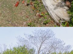 -顾村公园