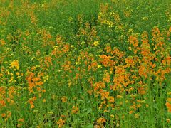 -三圣花乡旅游区