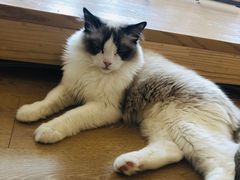 -猫腻·猫咖·撸猫馆(星光大道店)
