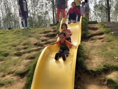 -合肥滨湖国家森林公园