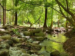 -上海共青森林公园