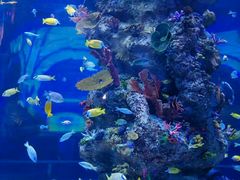 -芜湖新华联大白鲸海洋公园