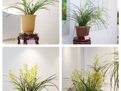 -上海辰山植物园