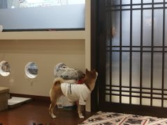 -逗柴咖啡屋·狗咖猫咖宠物桌游