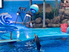 -海合安成都极地海洋公园