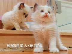 -70cat德文卷毛猫·缅因猫纯种猫舍